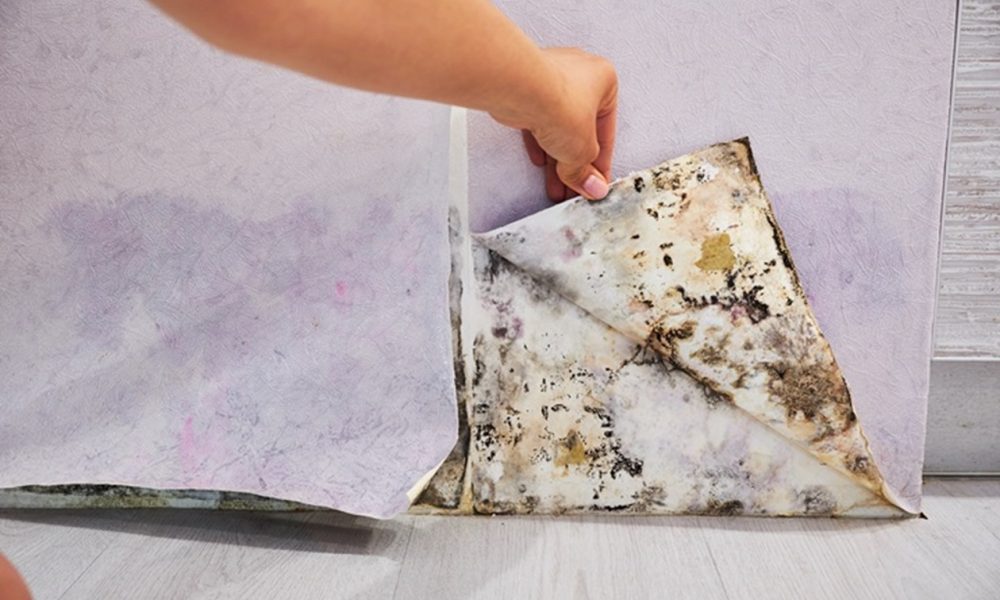 Close-up Of A Shocked Woman Looking At Mold On Wall